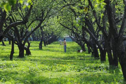 Музей-заповедник Коломенское. На снимке: художник рисует пейзаж в яблоневом саду.