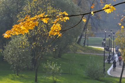 Осенний парк. На снимке: ветка клена.