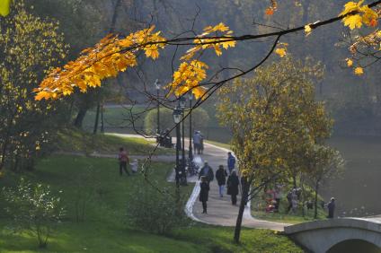 Осенний парк. На снимке: ветка клена.