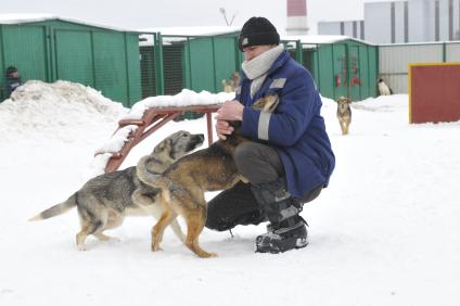 Собачий приют.