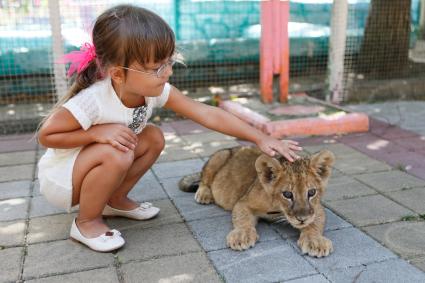 Двухмесячная львица в Ставропольском зоопарке. Девочка гладит львенка.