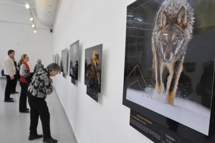 Финальная выставка фотоконкурса `Золотая черепаха` в Малом Манеже.