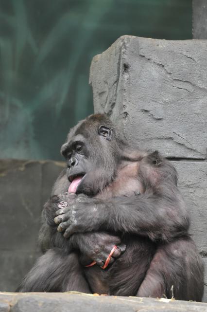 Самка гориллы с детенышем.