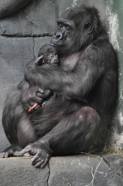 Самка гориллы с детенышем.