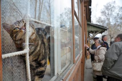 Кошка в окне ветхого дома.