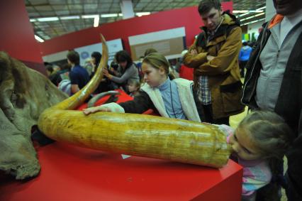 Выставка первого фестиваля Русского географического общества в ЦДХ. На снимке:  девочки рассматривают бивень мамонта