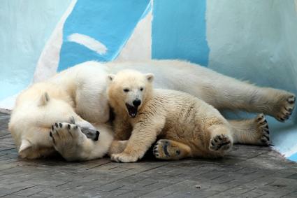 Новосибирский зоопарк хочет продать 11-месячную медведицу Шилку.