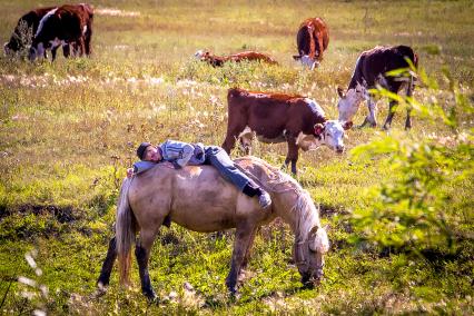 Пастух спит лежа на лошади.