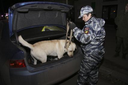 Кинолог с собакои?? проверяет багажник авто на наличие наркотиков.