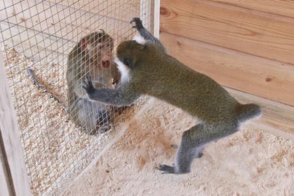 Макака Василий и зеленая мартышка Омар в барнаульском зоопарке