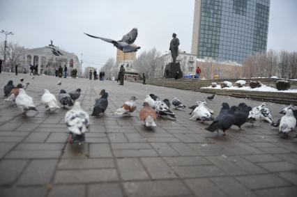 Донецк. Площадь Ленина. Голуби.