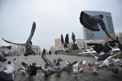 Донецк. Площадь Ленина. Голуби.