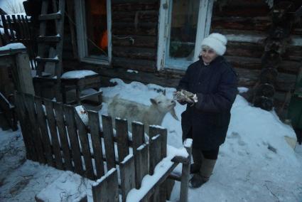 83-летняя пенсионерка Маргарита Балакина из Екатеринбурга, нашла свою козу Зайку, которая сбежала несколько дней назад