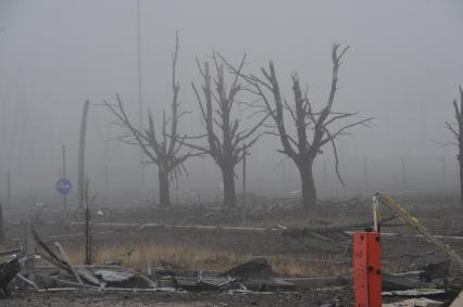 Донецк. Аэропорт. Последствия боевых действий. На снимке: сгоревшие деревья.