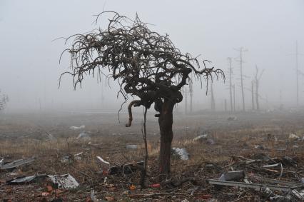 Донецк. Аэропорт. Последствия боевых действий. На снимке: сгоревшее дерево.