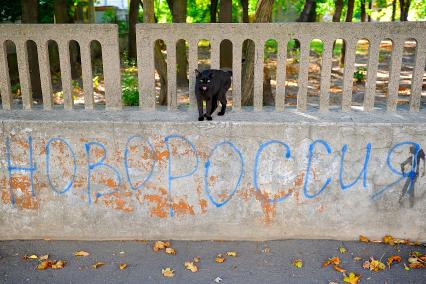 Донецк. Улица Щорса. На снимке: надпись `Новороссия` на ограде и кот.