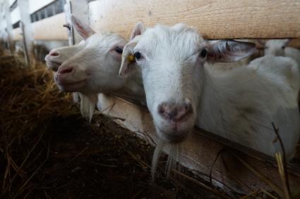 загон для дойных коз, на сельхозпредприятии по выращиванию коз и производству козьего молока – научно-производственный кооператив «Ачитский»