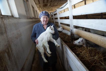 доярка держит на руках маленького козленка, на сельхозпредприятии по выращиванию коз и производству козьего молока – научно-производственный кооператив «Ачитский»