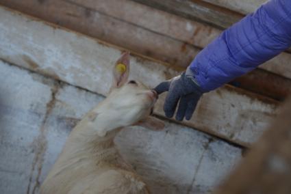 козленок тянется к руке сотрудницы, на сельхозпредприятии по выращиванию коз и производству козьего молока – научно-производственный кооператив «Ачитский»