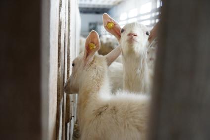 загон для козлят, на сельхозпредприятии по выращиванию коз и производству козьего молока – научно-производственный кооператив «Ачитский»
