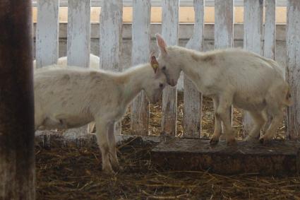 козлята бодаются в загоне, на сельхозпредприятии по выращиванию коз и производству козьего молока – научно-производственный кооператив «Ачитский»
