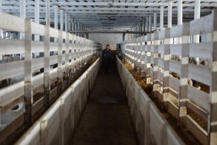 женщина - сотрудница козьей фермы проходит вдоль загонов с козами, на сельхозпредприятии по выращиванию коз и производству козьего молока – научно-производственный кооператив «Ачитский»