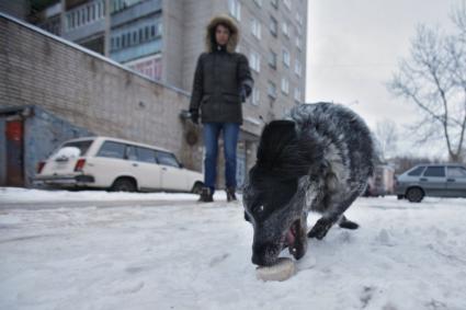 В Ярославле по вине догхантеров за сутки отравились несколько домашних собак. На снимке: собака во время прогулки подбирает котлету на улице.