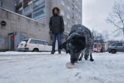 В Ярославле по вине догхантеров за сутки отравились несколько домашних собак. На снимке: собака во время прогулки подбирает котлету на улице.