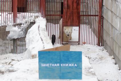Белый медведь Умка из Екатеринбургского зоопарка заходит в свой вольер, где его ждет зачетная книжка, в день его рождения совпавшим с днем студента
