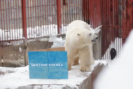 Белый медведь Умка из Екатеринбургского зоопарка в своем вольере с зачетной книжкой, подареной ему сотрудниками зоопарка, в день его рождения совпавшим с днем студента