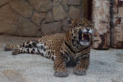 Самка ягуара впервые вышла на экспозицию Екатербургского зоопарка