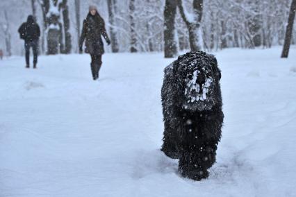 Собака породы барбет во время прогулки.