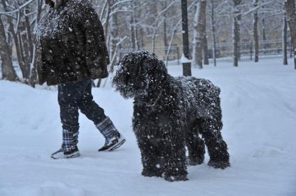 Собака породы барбет во время прогулки.