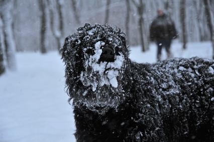 Собака породы барбет во время прогулки.