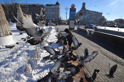 Голуби у станции метро `Пушкинская`.