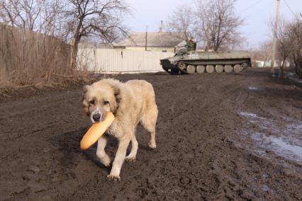 Украина. Донецкая область. г.Углегорск. На снимке: собака с батоном хлеба бежит по улице.