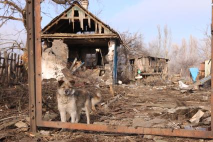 Украина. Донецкая область. с.Логвиново. На снимке: собака у разрушенного дома.