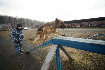 Девушка-полицейский кинолог с своей служебной собакой во время преодоления полосы препядствий. Уральский кинологический центр