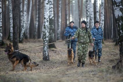 Полицейские-кинологи выгуливают своих служебных собак в лесу. Уральский кинологический центр