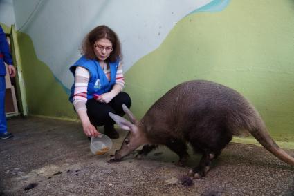 Сотрудник зоопарка подманивает детеныша трубкозуба по имени \"Баранка\", в вольере Екатеринбургского зоопарка, перед ее отправкой в зоопарк Ижевска