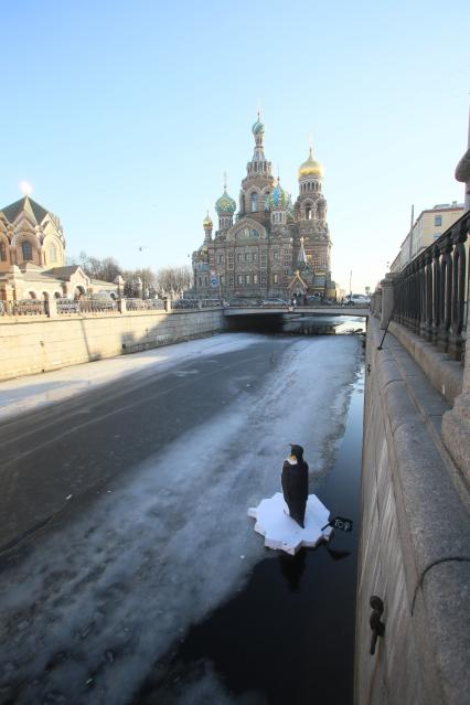 Санкт-Петербург. Арт-объект уличного художника Дениса Тофа - фигура пингвина на льдине в канале Грибоедова.