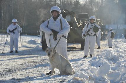 п.Нахабино. Саперы с собаками с участием БТРов на учениях 45-ой отдельной инженерной бригады.