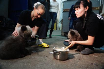 Цирковые артистки кормят медвежат, переданных в Екатеринбургский цирк охотниками.
