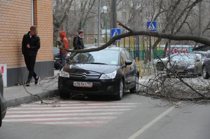 Дерево упавшее на машину в результате штормового ветра в Москве.