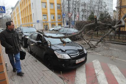 Дерево упавшее на машину в результате штормового ветра в Москве.