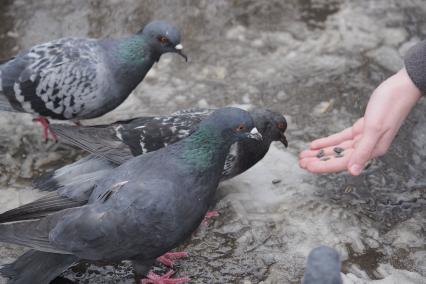 День птиц в Тульском Центральном парке. Дети кормят голубей.