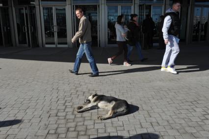 Москва. Бродячая собака лежит у входа в метро.