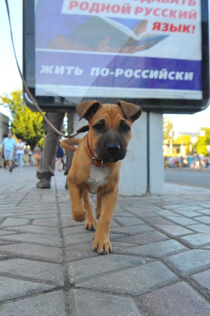 Симферополь. Щенок на поводке на фоне предвыборного плаката крымского регионального отделения партии `Единая Россия`.