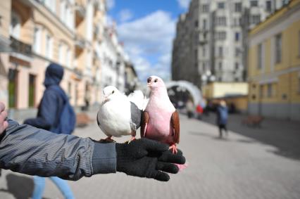 Почтовые голуби на Старом Арбате в Москве.