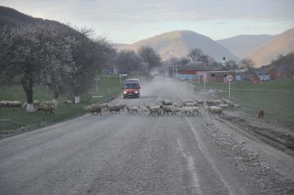 Чечня. Стадо овец самостоятельно переходит дорогу на въезде в село Нихалой.